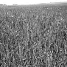 Image result for Pycreus macranthus