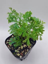 Image result for Selaginella versicolor