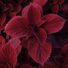 Image result for Coleus alpinus