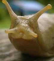The slugs will go under them during. Best Way To Kill Slugs Without Using Slug Bait Flowerpotman Landscape Gardener