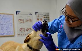 We did not find results for: Klinik Haiwan Swasta Dibenarkan Beroperasi Free Malaysia Today Fmt