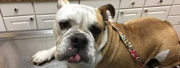 Find friendly dog boarding in real homes in park ridge, il. Illinois English Bulldog Rescue