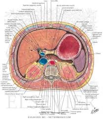 Pin On Radiology