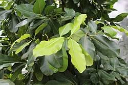 Image result for Calophyllum inophyllum