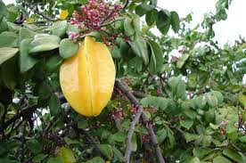 Image result for Averrhoa carambola