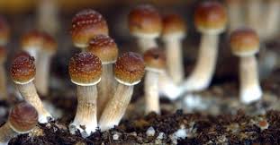 Wyświetlanie strony w poszukiwaniu słowo kluczowe Startup Anahit Therapeautics Buduje Na Jamajce Wielka Farme Z Grzybkami Halucynogennymi F5