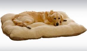 Best extra large dog beds uk. 14 Best Beds For Dogs And Cats 2021 Express Co Uk