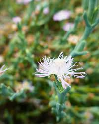 Image result for Sarcophrynium prionogonium