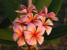 Pin On Plumeria Flowers