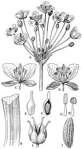 Image result for Butomopsis