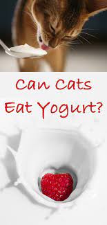 Can it be included in cat food? Can Cats Eat Yogurt When Is Yogurt Good For Cats Buy A Kitten Sick Cat Cat Site