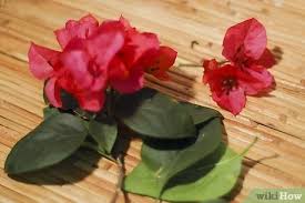 Check spelling or type a new query. How To Preserve Cut Flowers With Wax 6 Steps With Pictures