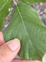 Image result for Macropsychanthus