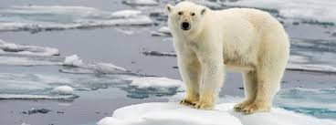 Climate change is a change in the usual weather found in a place. Climate Change Pros Cons Procon Org