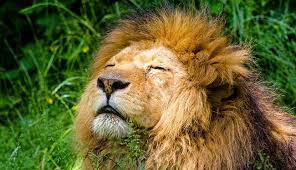 Lion represents the spirit, totem and power animal attributes of royalty, wealth, ferocity, sun and solar energy, courage, esteem, mastering emotions. Lion Spirit Animal Symbolism And Meaning