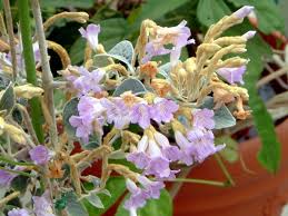 Image result for Strobilanthes