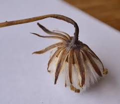 Image result for Senecio ruwenzoriensis