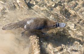 You might also be interested in coloring pages from platypus category. Platypus San Diego Zoo Animals Plants