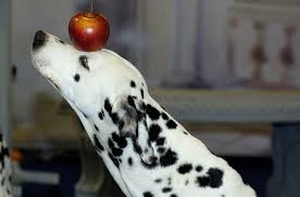 Can humans eat human grade dog food? 5 Safe And Tasty Human Food For Dogs Petguide