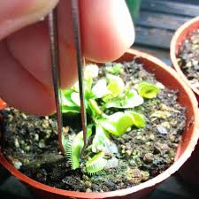 Feed A Venus Flytrap Snap Flytrapcare Com
