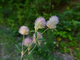 Image result for Trifolium masaiense