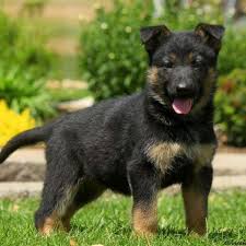 It's also free to list your available puppies and litters on our site. German Shepherd Puppies For Sale Greenfield Puppies German Shepherd Puppies Shepherd Puppies Blue German Shepherd