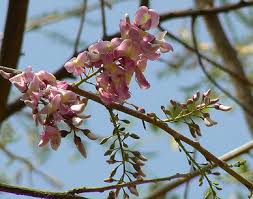 Image result for Gliricidia sepium