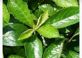 Khasiat daun kaca kaca berikut ini beberapa tips kaca kaca dan informasinya, yang membahas mengenai khasiat daun tersebut dengan berbagai kumpulan tips artikel lain, yang berhubungan dengan kaca kaca khasiat daun tersebut, dengan mudah dapat kita temukan pada umumnya. Jual Pecah Beling Keji Beling Daun Pecah Beling Daun Keji Beling Obat Herbal Di Lapak Endang Soek Bukalapak