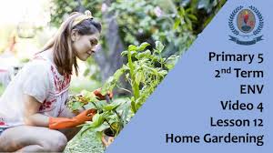 Video messaging for teams vimeo create: Primary 5 2nd Term Env Video 4 Lesson 12 Home Gardening Youtube