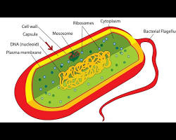صورة Plasma membrane in bacteria