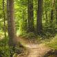 Nature and Wellbeing Walk event image