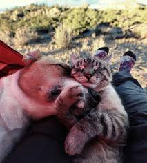 Henry Baloo On Instagram I Just Want To Squeeze You So Tight Animals Friends Animals Friendship Laughing Animals