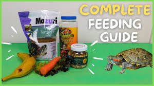 Dec 09, 2019 · red eared slider turtles eat a variety of items in the wild and while we can't exactly mimic these foods exactly for our pets, we can provide them with some options. How To Feed Red Eared Slider Turtle Complete Feeding Guide Youtube