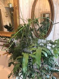 Epiphyllum Oxypetalum Care Secrets Of Queen Of The Night Epiphyllum Oxypetalum Queen Of The Night Plant Queen Of The Night Cactus