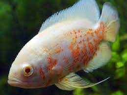 Merangsang ikan oscar agar bergerak memburu makanan seperti di alam. Simak 6 Makanan Ikan Oscar Biar Cepat Besar Site Title