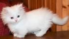 Munchkin Kittens for Sale - Adoptapet