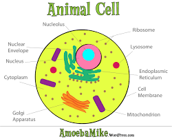 Cells were grown for 4 hr at the indicated temperatures. The Cell Amoebamike