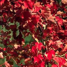 This natural growth habit makes them perfect for providing cooling shade. October Glory Maple Tree On The Tree Guide At Arborday Org