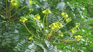 Tree with yellow flowers australia. Leopard Tree Brisbane Trees And Gardens