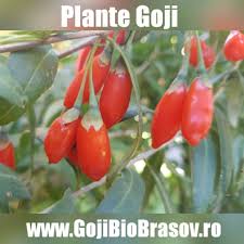 Gojii (stylized as gojii) is a producer, artist, and dj, residing in orlando, fl. Arbustiul De Goji Recomandarea Noastra Pepiniera Goji Bio Brasov Facebook