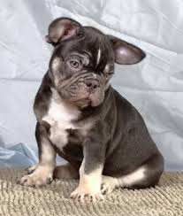The list above is in order of deposits received, thus determining the picking. Royal Empire French Bulldogs Home