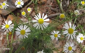 Image result for Felicia muricata