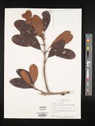 Image result for Pouteria pseudoracemosa