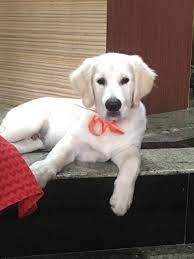 Golden Retrievers Bangalore Club Home Facebook