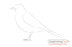 Drawing what you see in a photo will help you explore shapes and patterns without having to deal with a live bird's movement (or disappearance); How To Draw A Bird Step By Step Side View Easydrawingtips