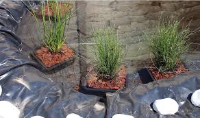Maybe you would like to learn more about one of these? Plantes Aquatiques Pour Bassin Jardin Et Plantes Fr