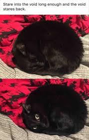 Funny Animal Meme Dump 25 Pics Funny Animal Pictures Cute Animals Cute Funny Animals