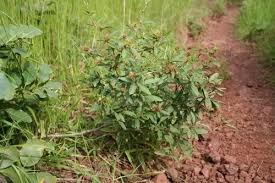 Image result for Eriosema