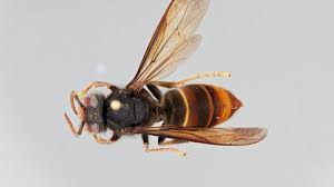 Spanien Asiatische Hornisse Sticht Mann 54 In Augenbraue Kurze Zeit Spater Ist Er Tot