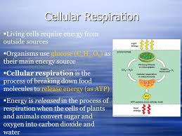 We did not find results for: Chapter 9 Cellular Respiration Ppt Download